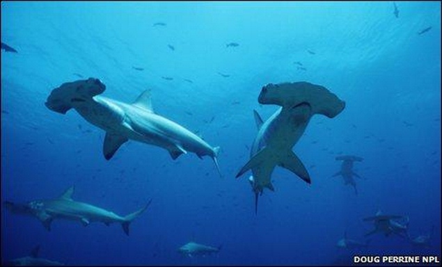 Cá mập đầu búa