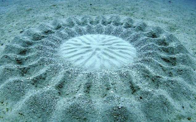 San hô hình tròn dưới đáy biển