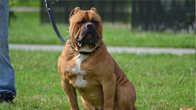 American Bandogge