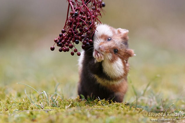 Hamster đang ăn quả hạch