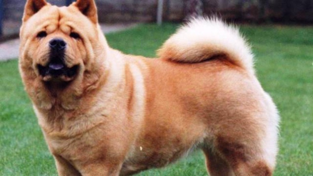 Chow Chow